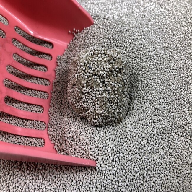迦美貓砂凝結除臭小球砂10L