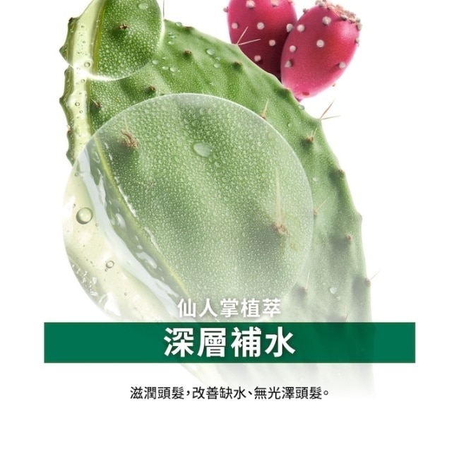 蔻蘿蘭仙人掌保濕精華100ml