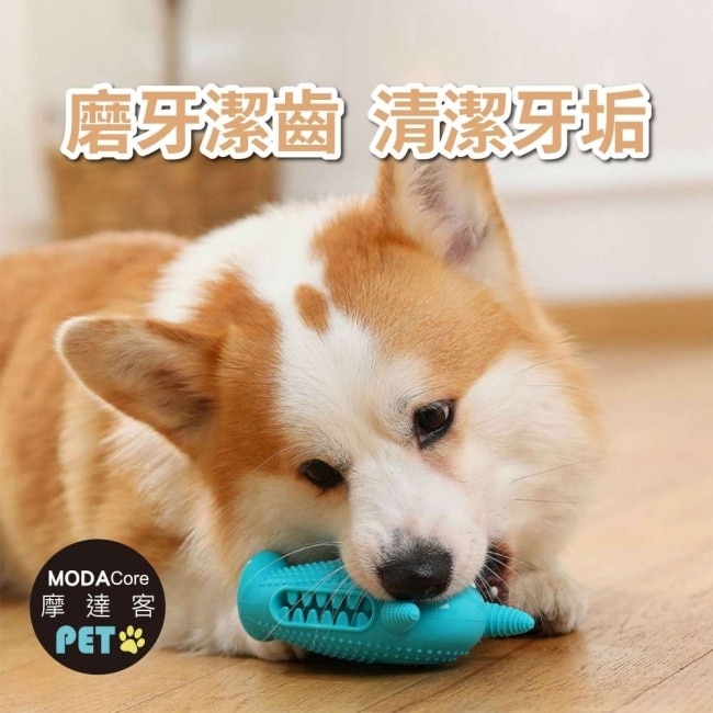 摩達客寵物-狗貓紓壓磨牙玩具-小怪獸+圈圈兩件C組-潔齒自嗨耐咬解悶寵物玩具